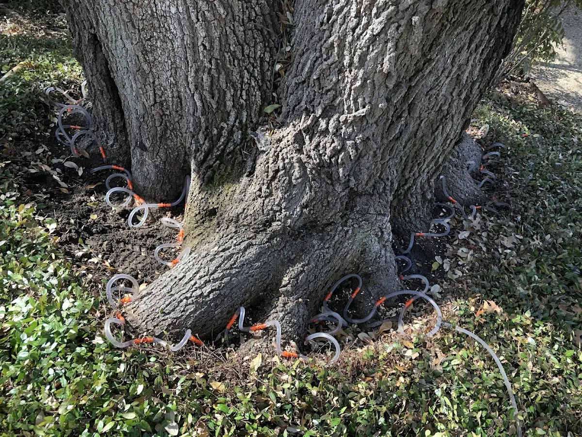 Detailed Tree Cabling and Bracing job site in Britton