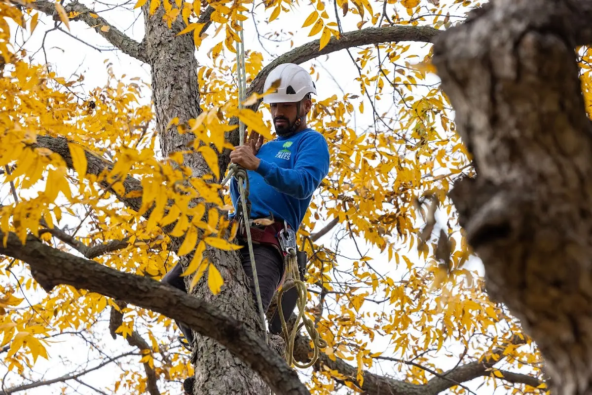 Skilled Tree Planing crew working in Britton